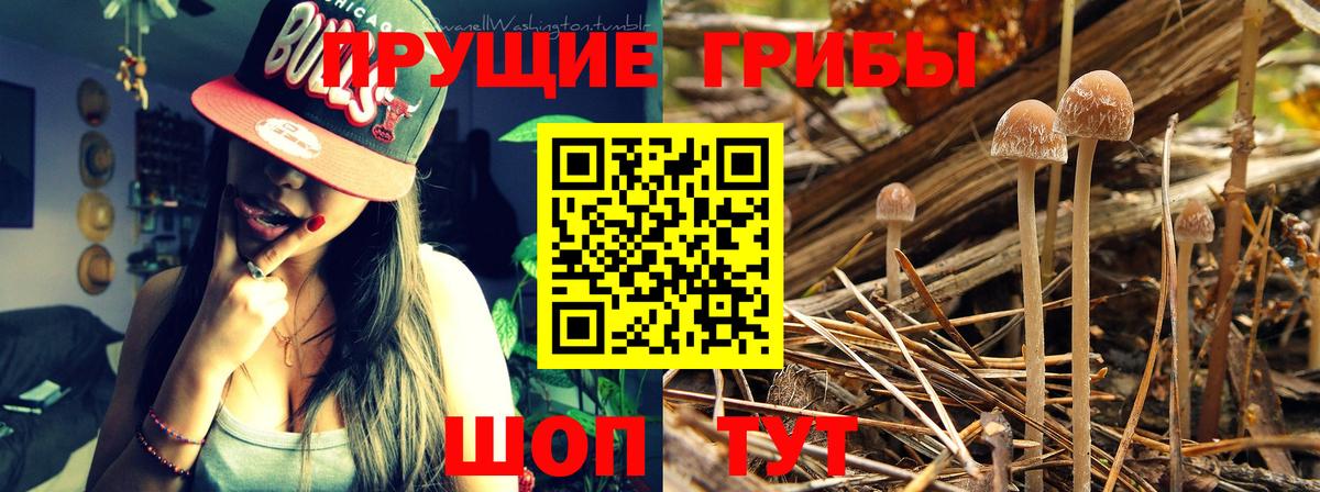 Выкса  Псилоцибиновые грибы ЛСД  купить закладку  Вход с VPN 